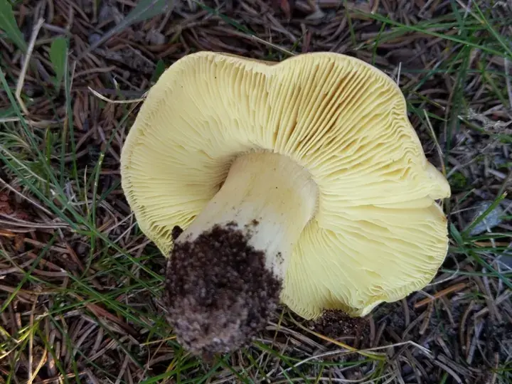 Man on horseback (Tricholoma equestre)