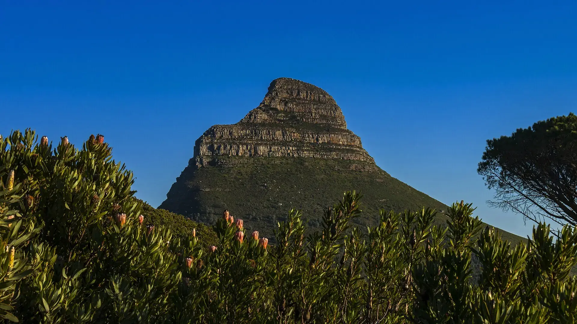 Looking over to Lion's Head from the slopes of Table Mountain near the cableway base station