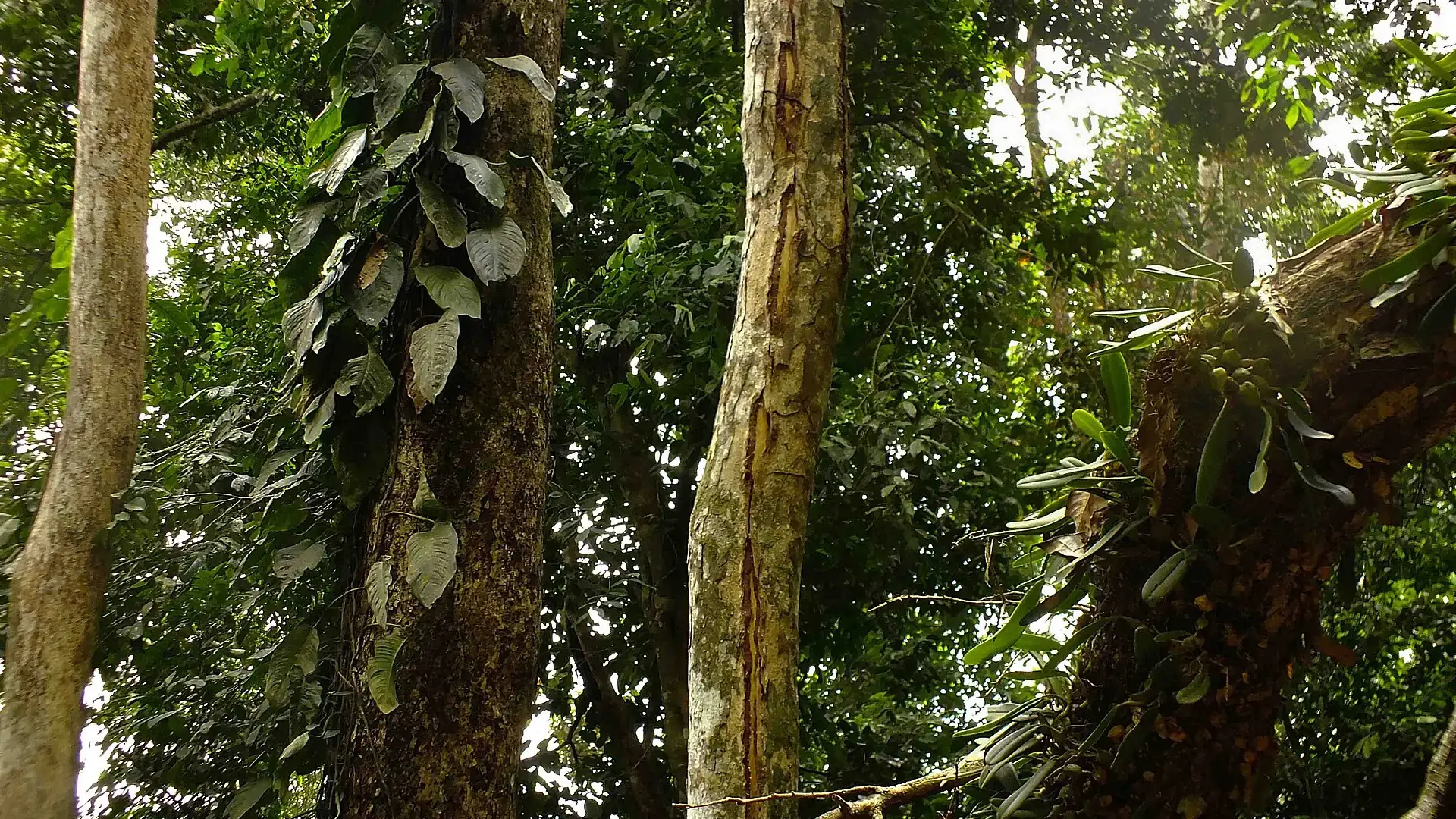 This is a file of Ghanaian Natural Heritage with ID: