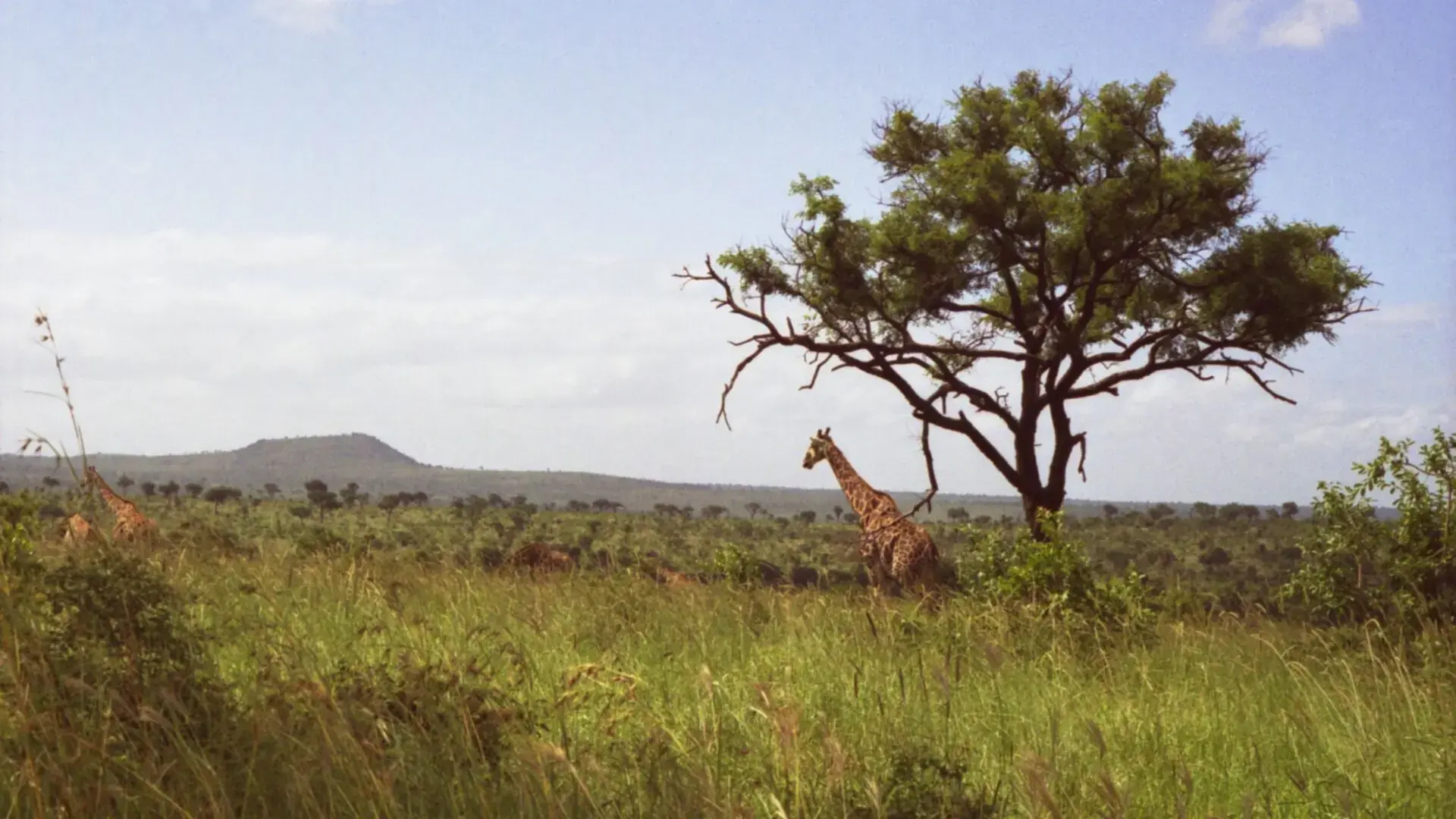 Giraffe and hills