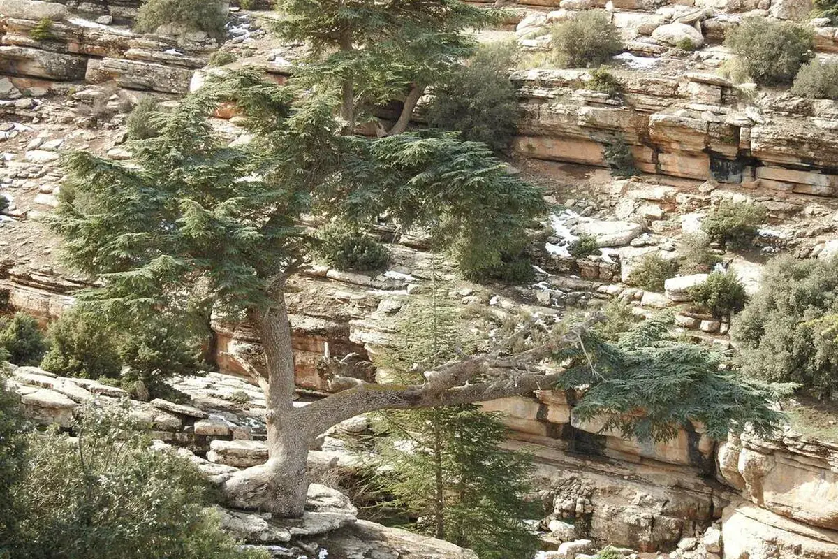 Atlas cedar (Cedrus atlantica)
