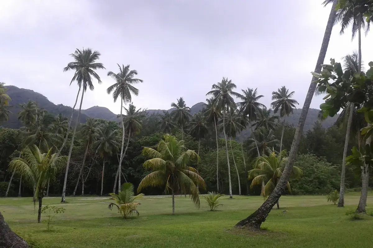 Coconut palm (Cocos nucifera)