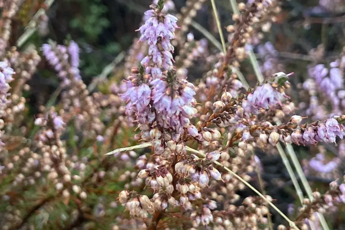 Heather (Calluna vulgaris)