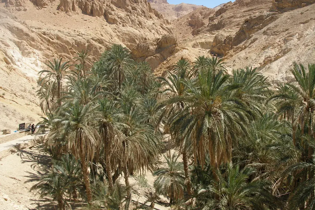 Date palm (Phoenix dactylifera)