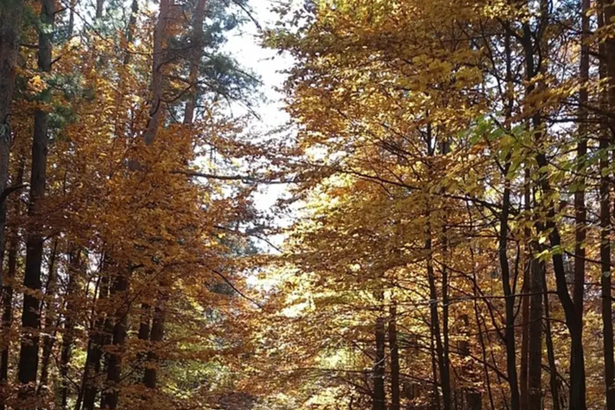 European beech (Fagus sylvatica)