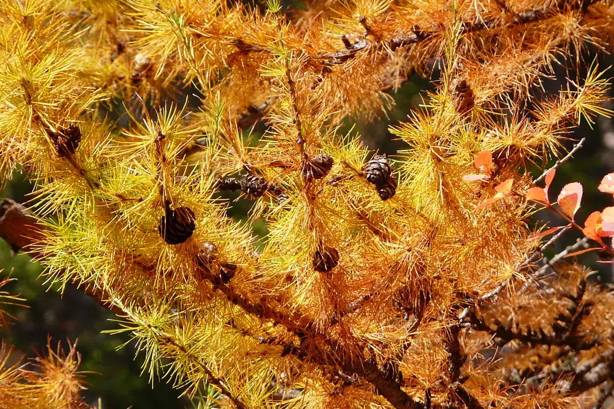 European larch (Larix decidua)