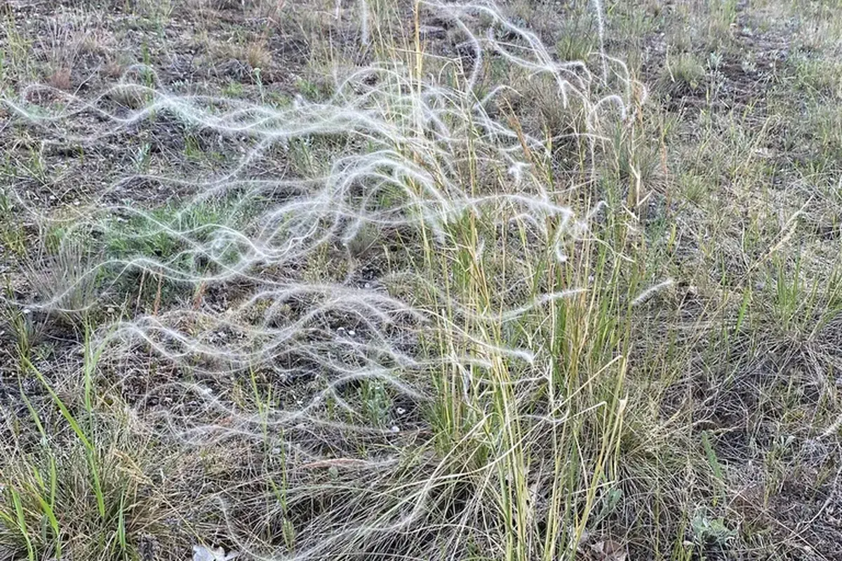 Feather grass (Stipa pennata)