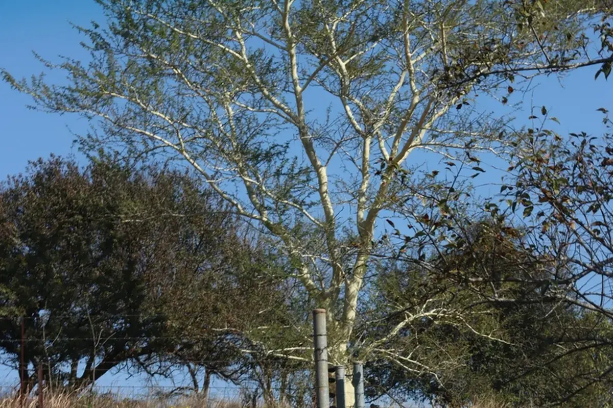Fever tree (Vachellia xanthophloea)