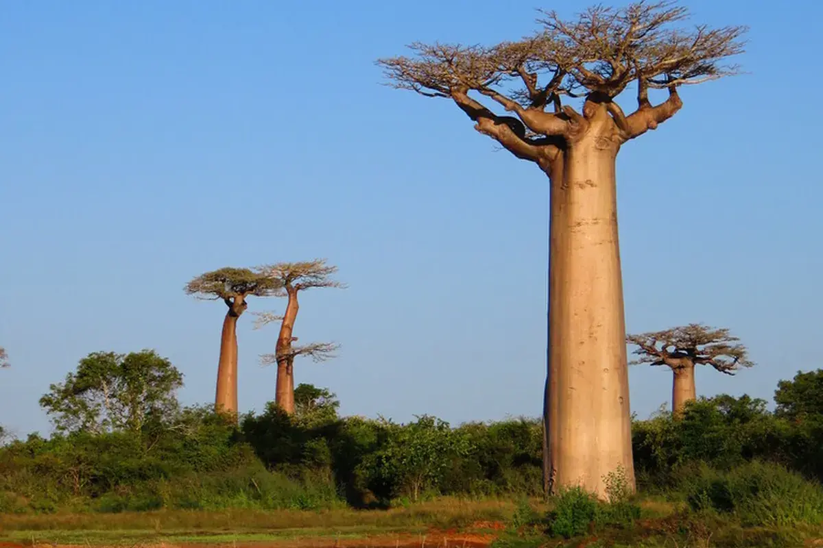 Grandidier's baobab (Adansonia grandidieri)