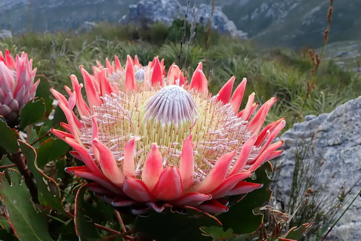 King protea (Protea cynaroides)