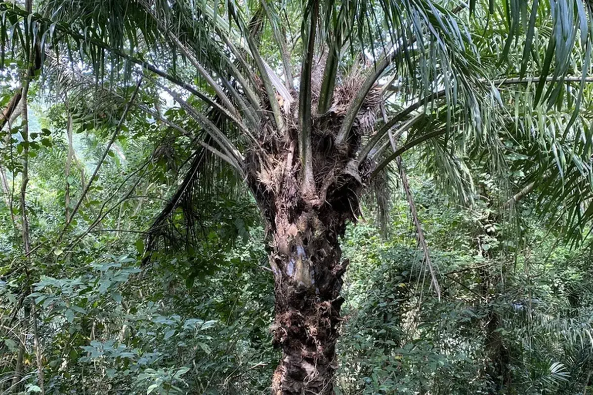 Oil palm (Elaeis guineensis)