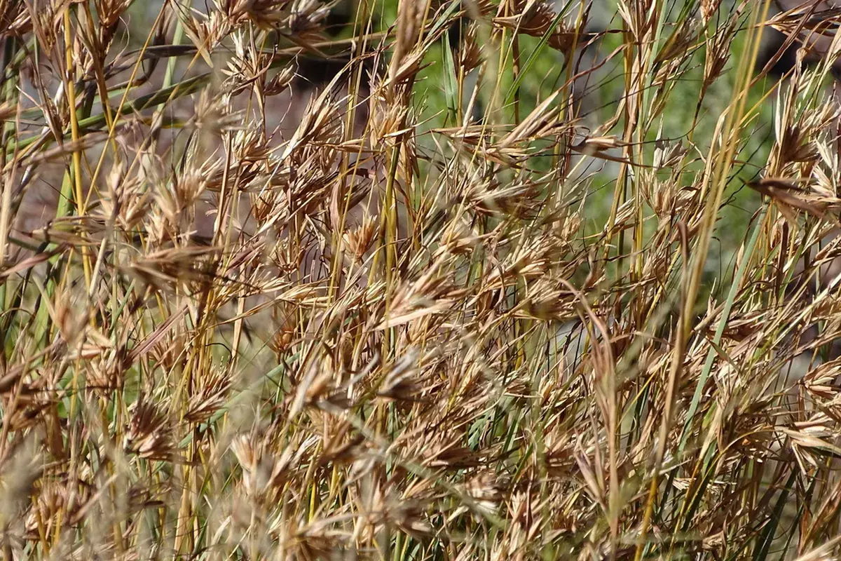 Red grass (Themeda triandra)