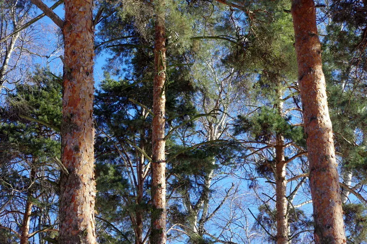 Scots pine (Pinus sylvestris)