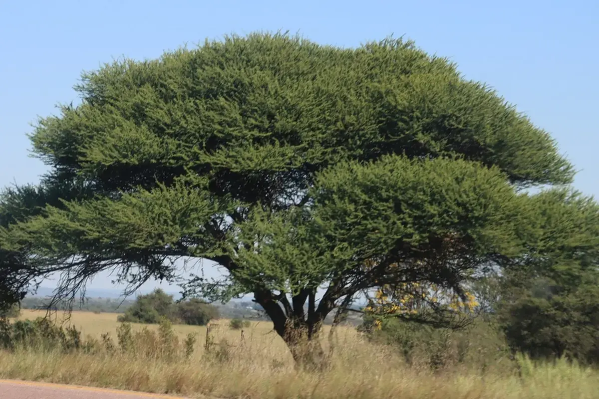 Umbrella thorn (Vachellia tortilis heteracantha)