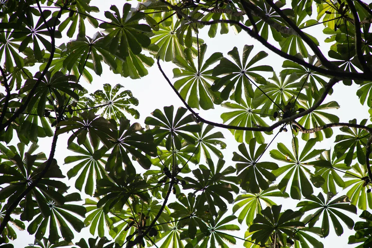 Umbrella tree (Musanga cecropioides)