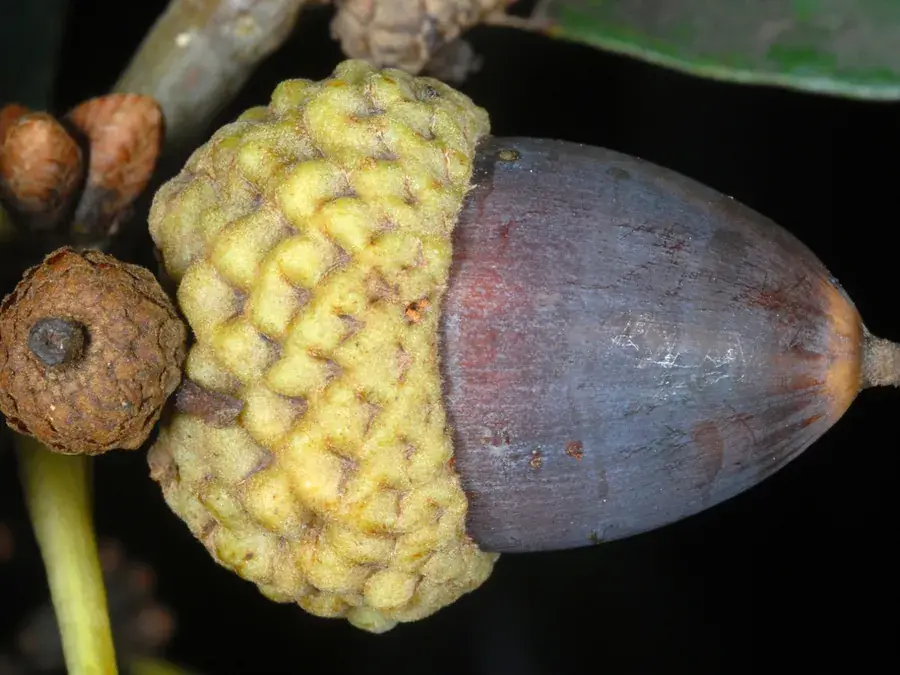 Acorns (Quercus spp.)