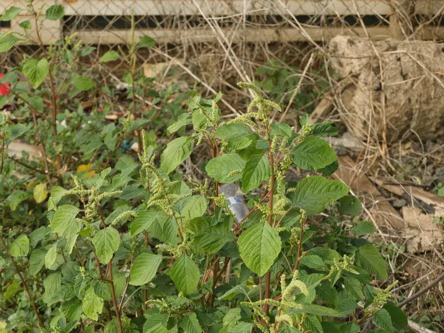 Amaranth greens (morogo, mchicha) (Amaranthus spp.)
