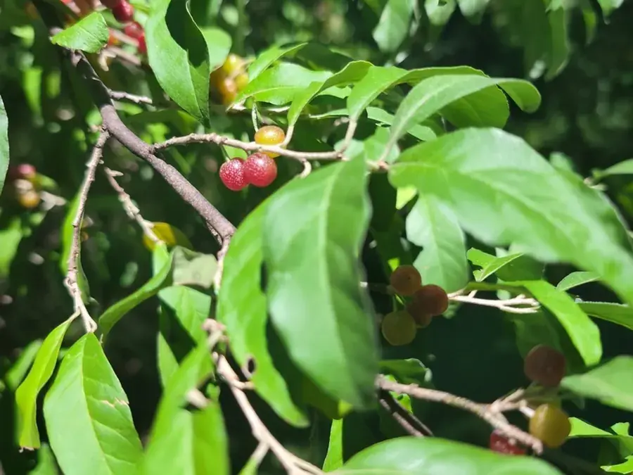 Autumn olive (Elaeagnus umbellata)