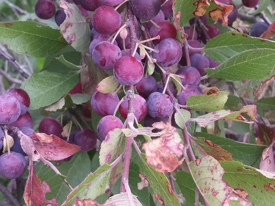 Beach plum (Prunus maritima)