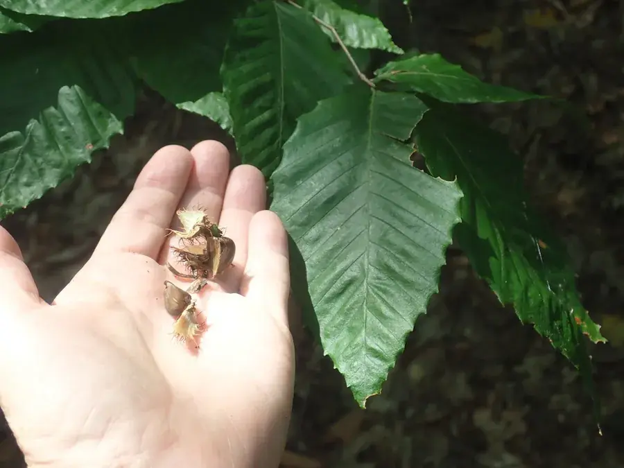 Beechnuts (Fagus grandifolia)