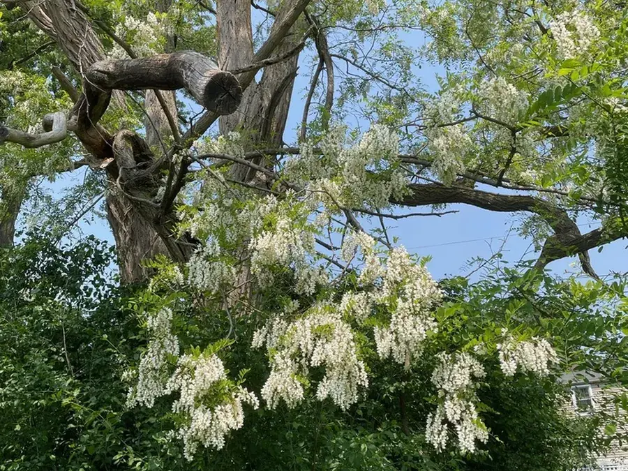 Black locust flowers (Robinia pseudoacacia)