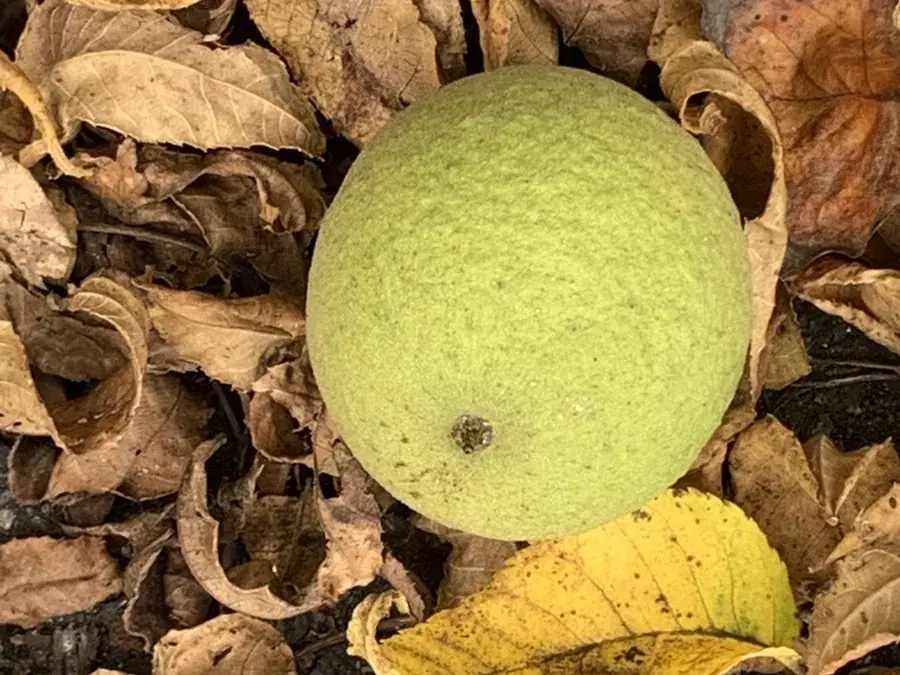 Black walnut (Juglans nigra)