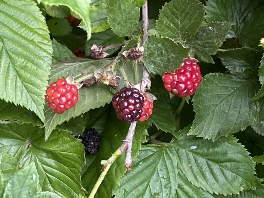 Wild blackberries (Rubus allegheniensis)