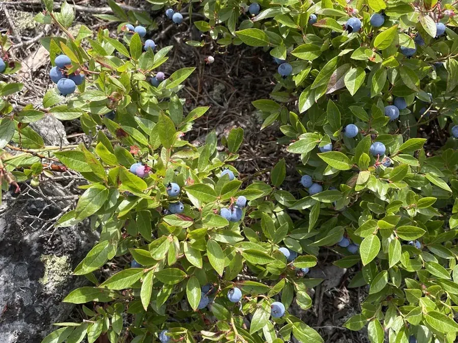 Wild blueberries (Vaccinium angustifolium)