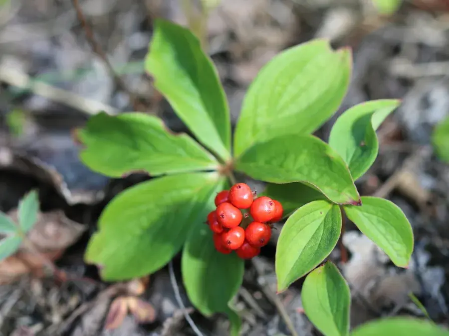 Bunchberry (Cornus canadensis)