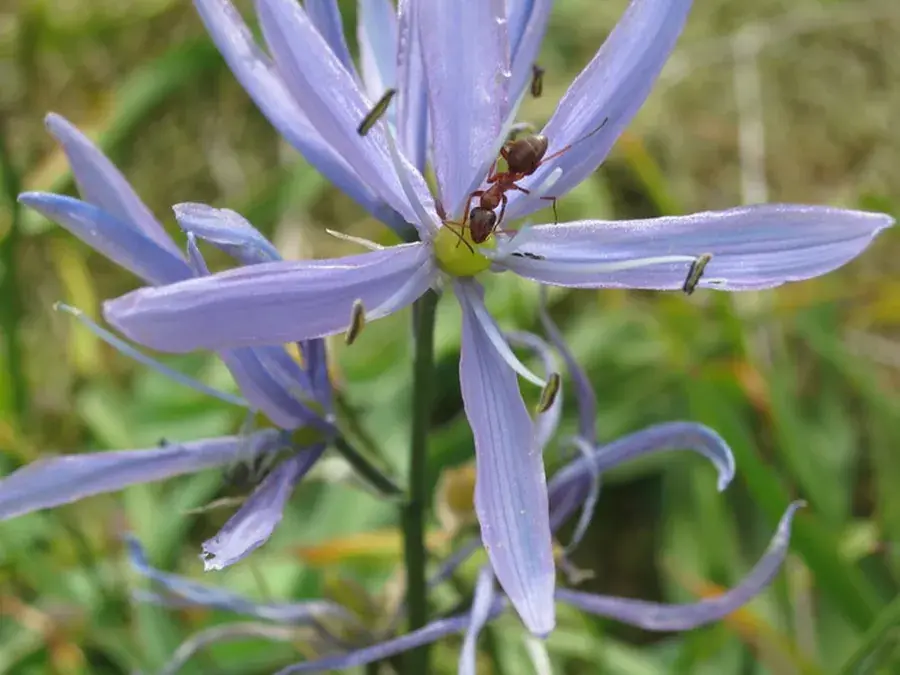 Camas (Camassia quamash)