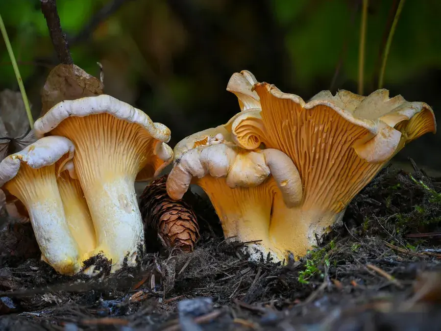 Golden chanterelle (Cantharellus cibarius)