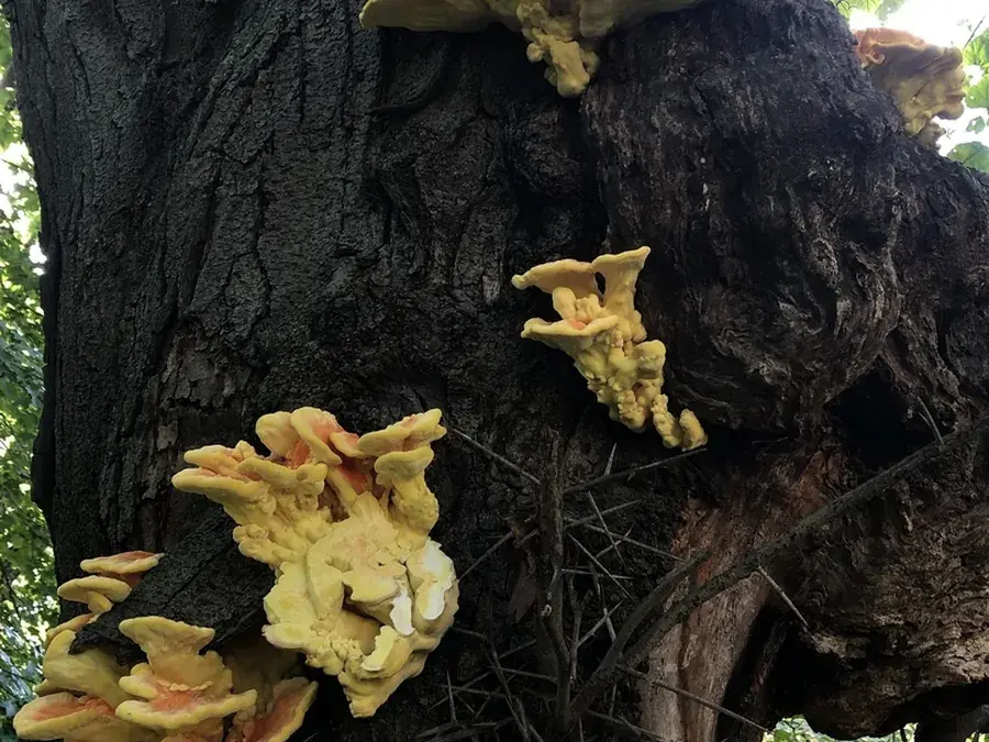 Chicken of the woods (Laetiporus sulphureus)