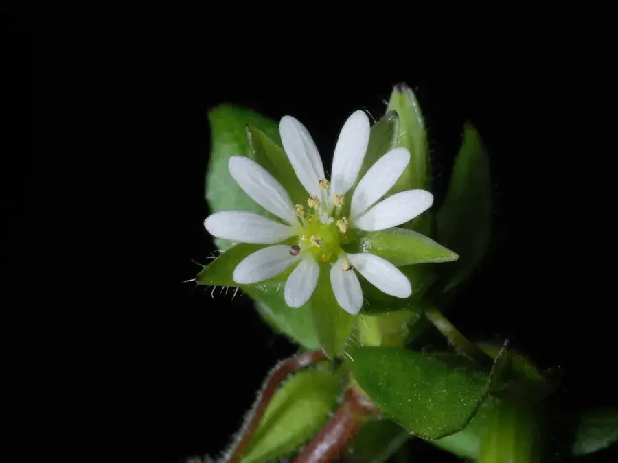 Chickweed (Stellaria media)