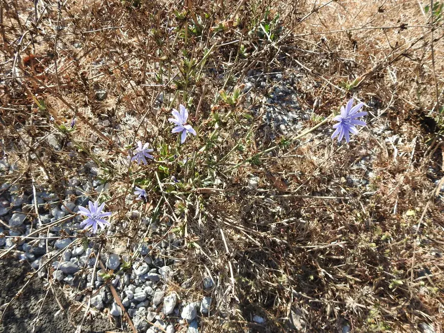 Chicory (Cichorium intybus)