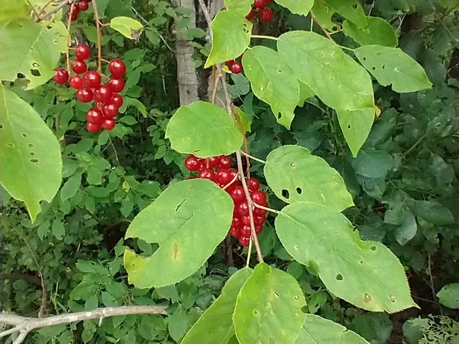 Chokecherry (Prunus virginiana)