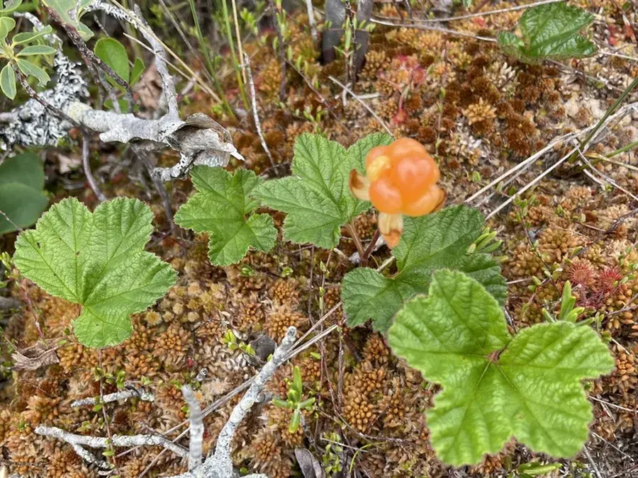 Cloudberry (bakeapple) (Rubus chamaemorus)