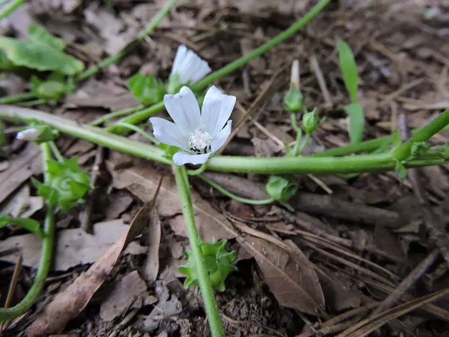 Common mallow (cheeseweed) (Malva neglecta)