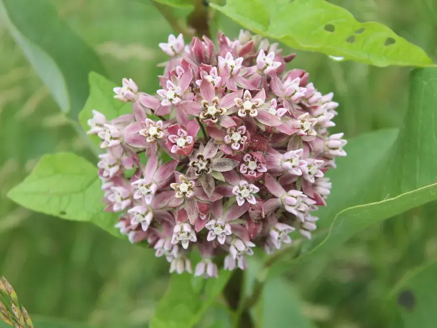 Common milkweed (Asclepias syriaca)