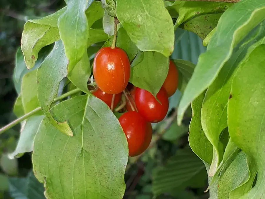 Cornelian cherry (Cornus mas)