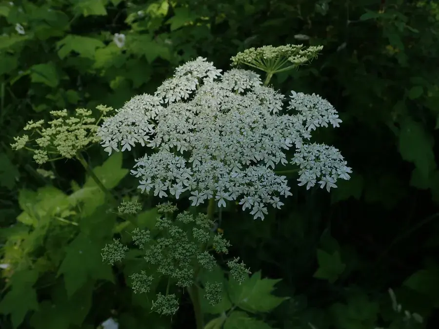 Cow parsnip (Heracleum maximum)