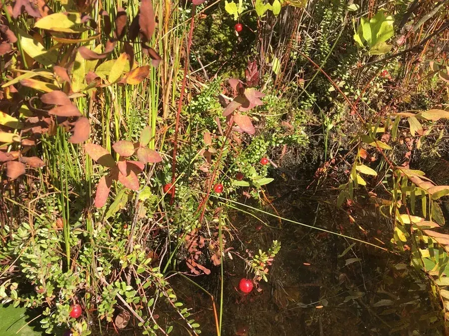 Wild cranberry (Vaccinium macrocarpon)