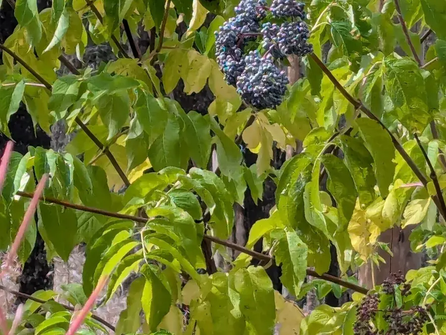 Elderberries (Sambucus canadensis)