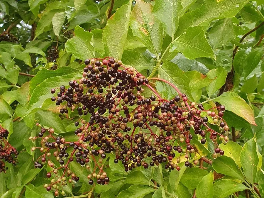 Elderberries (European elder) (Sambucus nigra)