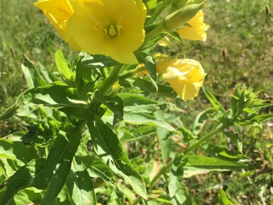 Evening primrose (Oenothera biennis)