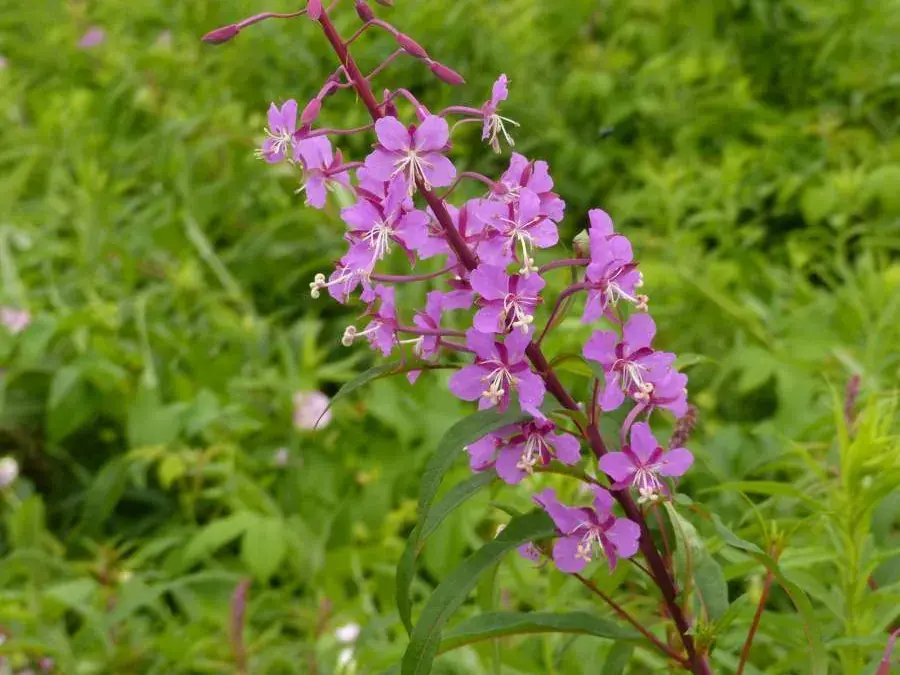 Fireweed (Chamaenerion angustifolium)