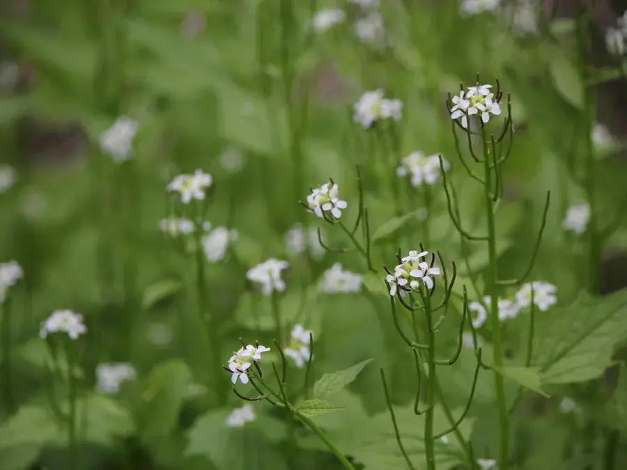 Garlic mustard (Alliaria petiolata)