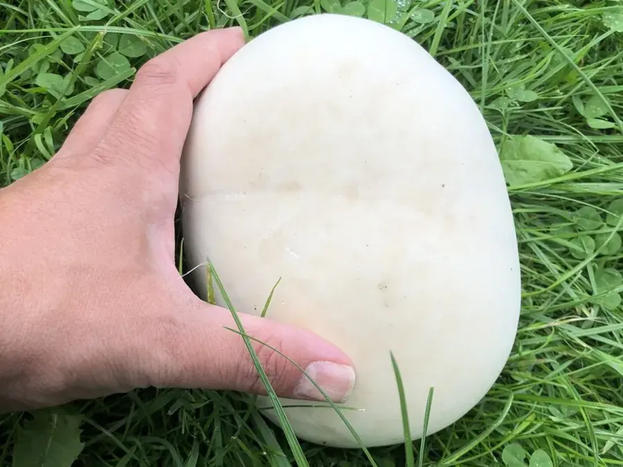 Giant puffball (Calvatia gigantea)