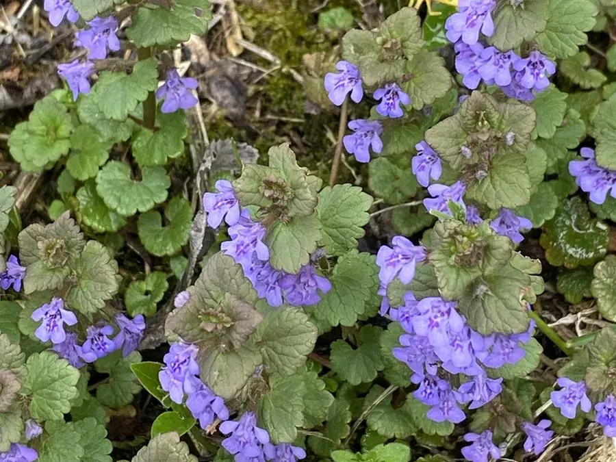 Ground ivy (creeping Charlie) (Glechoma hederacea)