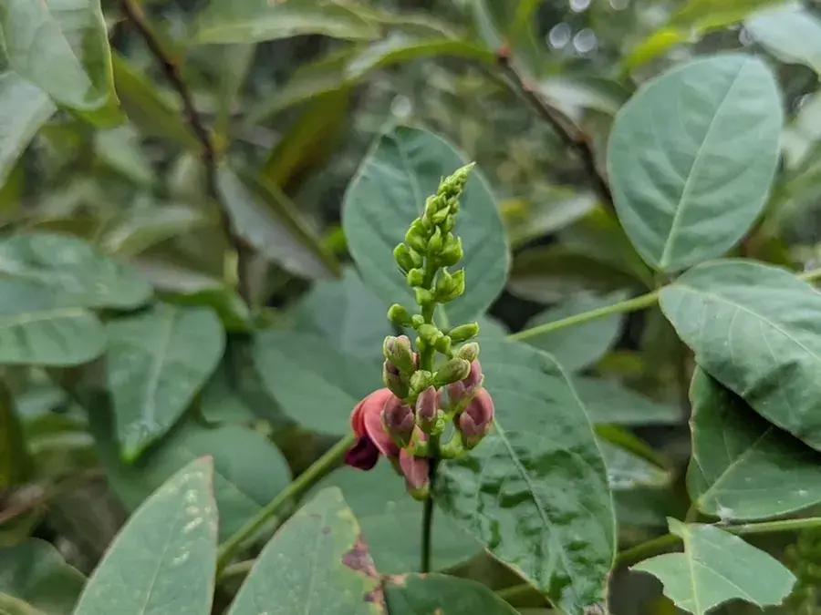 Groundnut (hopniss) (Apios americana)