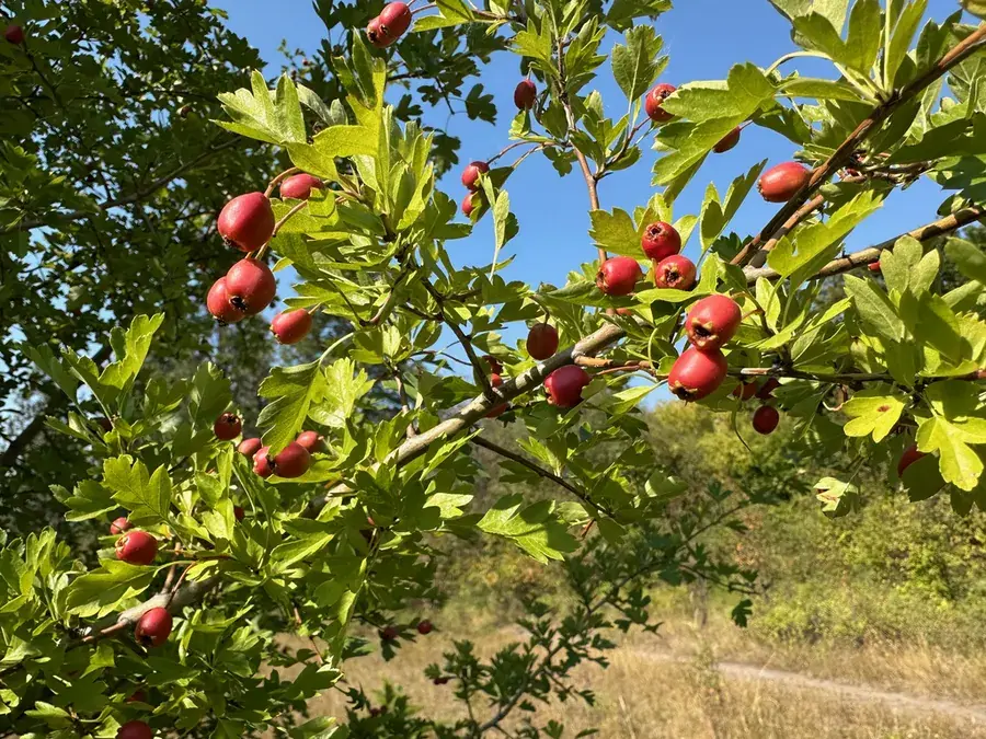 Hawthorn berries (Crataegus spp.)